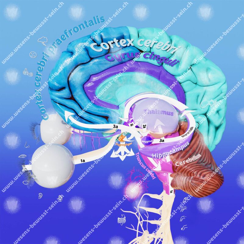 Die Aufgabe unseres unbewussten Wahrnehmungsinformationsflusses ist, unser physisches Überleben zu sichern, und dies schon ca. ab dem 30. Tag nach der Zeugung. Dabei werden sowohl Wahrnehmungsmuster, die als bedrohlich eingestuft werden, als auch Handlungsabläufe und Reaktionsmuster, die angesichts dieser Bedrohung erfolgreich waren, in der unbewussten Psyche abgespeichert.