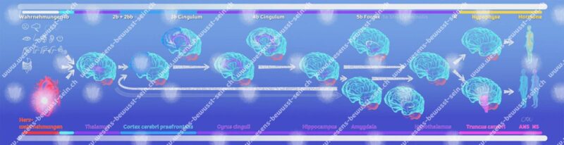 10.6 Der bewusste und langsame Wahrnehmungsinformationsfluss [Digital]