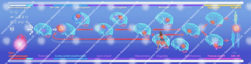 Der Verunsicherungs-Wahrnehmungsinformationsfluss oder disharmonisierende, bewusste Wahrnehmungsinformationsfluss entsteht durch Menschenbewusstheit, denn wir haben nicht gelernt, unsere Wahrnehmungen im Sinne von «wer und was ich bin» zu differenzieren... Die Amygdala entscheidet, da unsere Menschenbewusstheit in alten Annahmen gefangen ist und ein Kampf gegen die Amygdala führt.